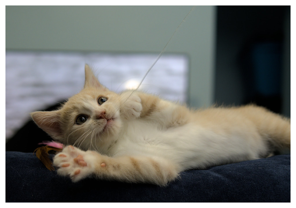 Picture of a cat playing with a toy
